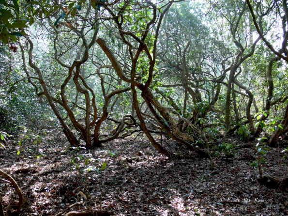 Bois des Moutiers (51) mars 2012